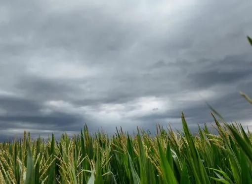 Alivio clave para el campo: las lluvias de carnaval «cambiaron el aire» en la región núcleo