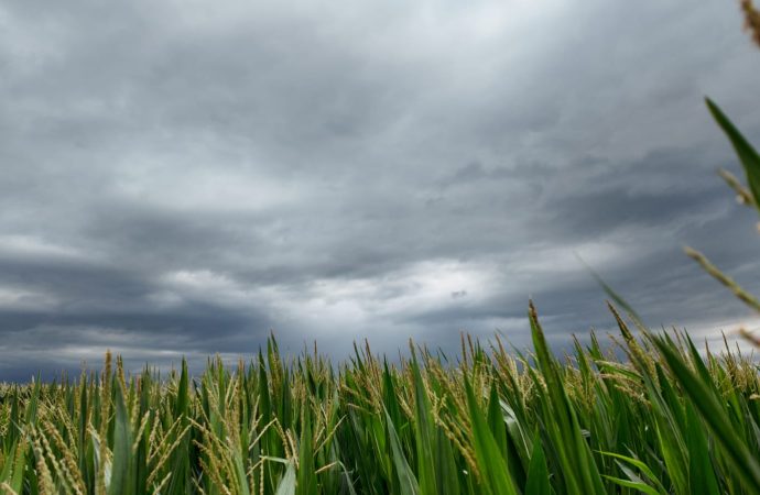 Alivio clave para el campo: las lluvias de carnaval «cambiaron el aire» en la región núcleo