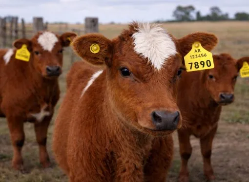 Trazabilidad electrónica: El salto hacia la gestión individual que redefine la ganadería argentina