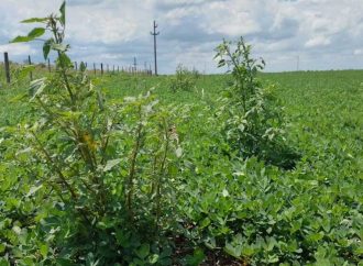 Alerta agrícola: Confirman el primer caso nacional de yuyo colorado resistente a un herbicida clave en el sur de Santa Fe