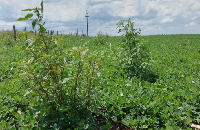Alerta agrícola: Confirman el primer caso nacional de yuyo colorado resistente a un herbicida clave en el sur de Santa Fe