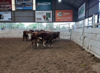 Consignaciones Córdoba remata 1.800 cabezas en la Sociedad Rural de Jesús María. Seguilo en VIVO