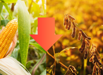 Sacudida en los Mercados: Caen la Soja y el Maíz