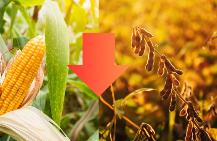 Sacudida en los Mercados: Caen la Soja y el Maíz