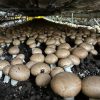 El «boom» de los hongos en Argentina: la empresa familiar que ya abastece a la mitad del mercado nacional