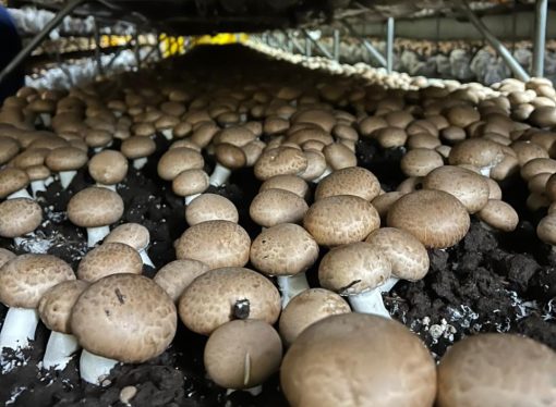 El «boom» de los hongos en Argentina: la empresa familiar que ya abastece a la mitad del mercado nacional