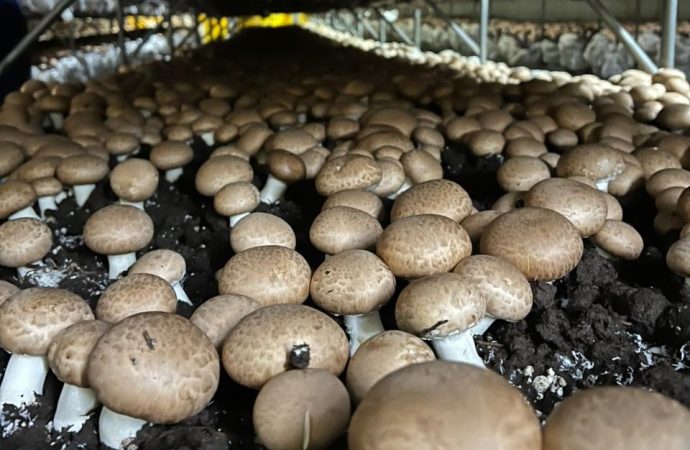 El «boom» de los hongos en Argentina: la empresa familiar que ya abastece a la mitad del mercado nacional