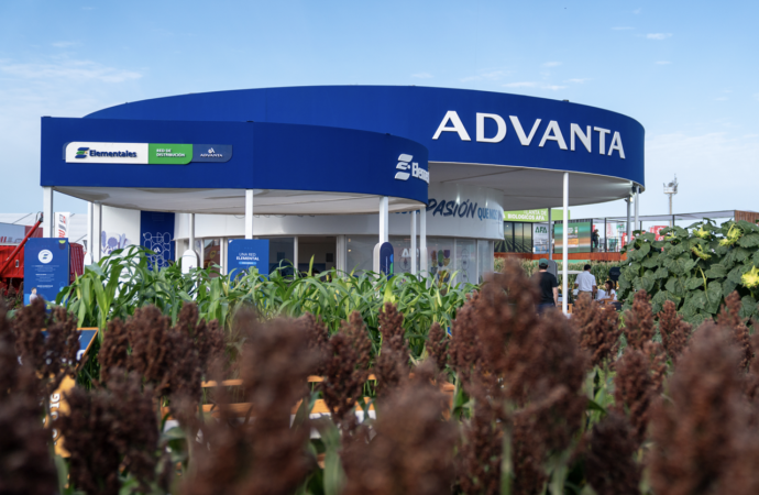 Avance científico: Descubren cómo evitar pérdidas millonarias en el sorgo por el brotado precosecha