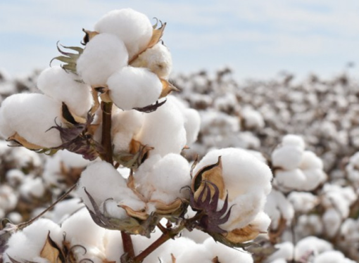 Claves para una cosecha de algodón eficiente: el rol estratégico de la defoliación hormonal