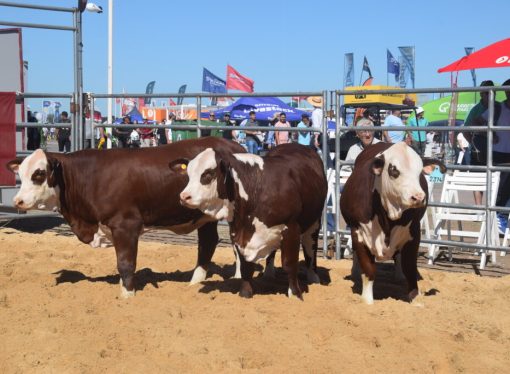 Excelencia genética en Expoagro 2026: la raza Braford mostró su mejor nivel en la pista de San Nicolás