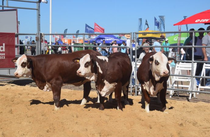 Excelencia genética en Expoagro 2026: la raza Braford mostró su mejor nivel en la pista de San Nicolás
