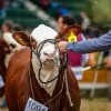 Braford pisa fuerte en Palermo 2026 con récord de animales y una ambiciosa agenda institucional