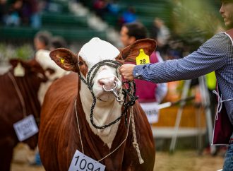 Braford pisa fuerte en Palermo 2026 con récord de animales y una ambiciosa agenda institucional