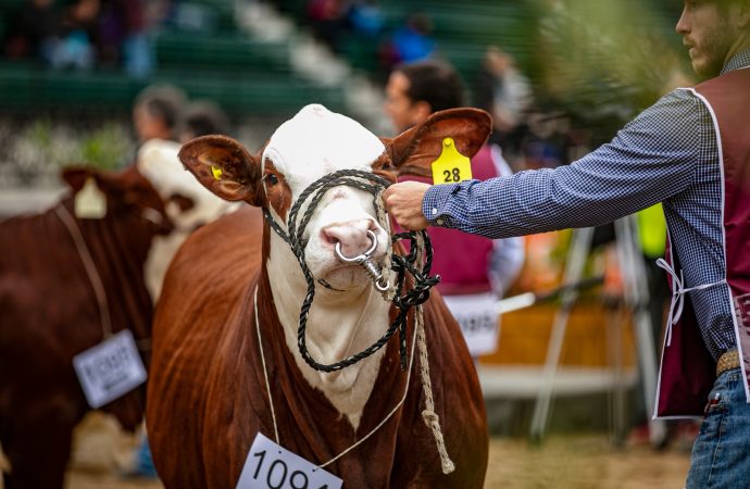 Braford pisa fuerte en Palermo 2026 con récord de animales y una ambiciosa agenda institucional