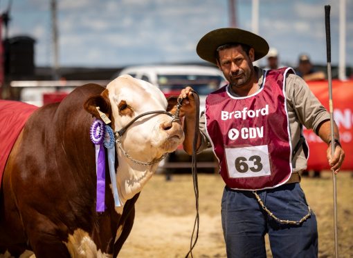 Braford despliega su potencia genética y productiva en Expoagro 2026