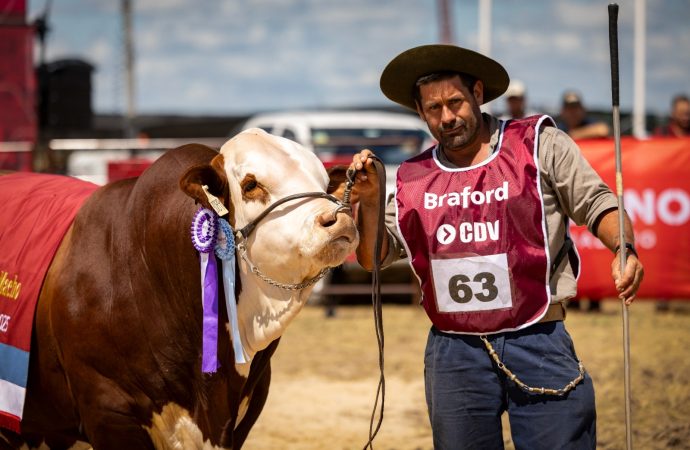 Braford despliega su potencia genética y productiva en Expoagro 2026
