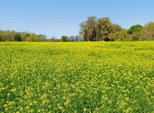 Camelina: la apuesta sustentable que llega a Expoagro de la mano de Chacraservicios
