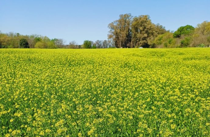 Camelina: la apuesta sustentable que llega a Expoagro de la mano de Chacraservicios