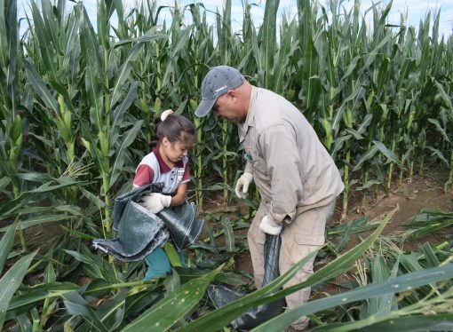 Manos a la tierra por los que menos tienen: se realiza la 11° edición de la Chocleada Solidaria en Córdoba