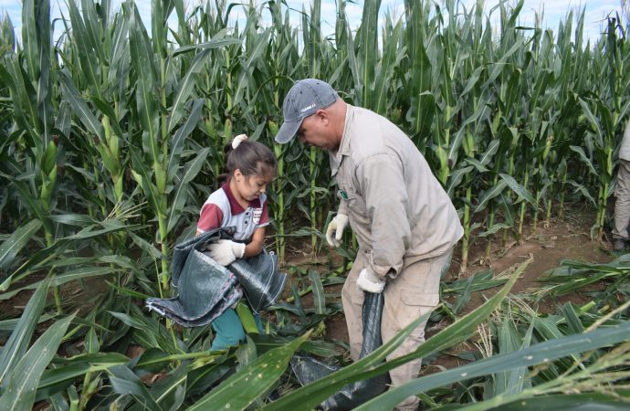 Manos a la tierra por los que menos tienen: se realiza la 11° edición de la Chocleada Solidaria en Córdoba