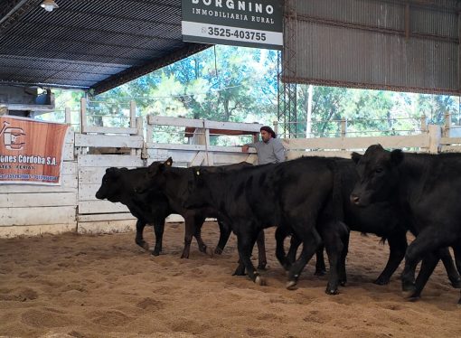 Consignaciones Córdoba remata 950 cabezas en la Sociedad Rural de Jesús María