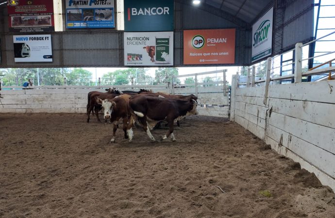 Subas en la hacienda de consumo en el remate de Consignaciones Córdoba, en Jesús María