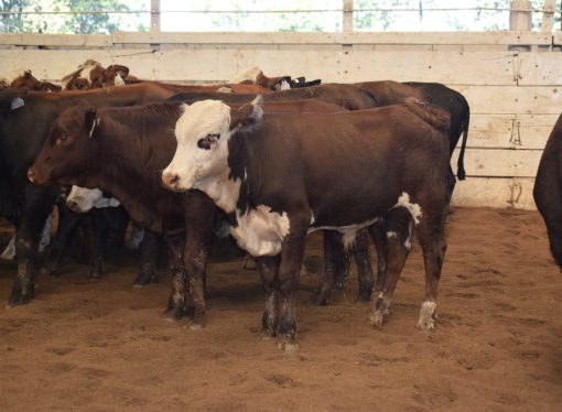 Mercado de Hacienda: más bajas en el precio del consumo en el remate de Consignaciones Córdoba en Jesús María