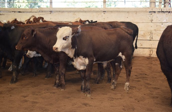Mercado de Hacienda: Consignaciones Córdoba rematará 700 cabezas este lunes 20 de abril en Jesús María
