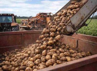 Menos siembra para cosechar más valor: el sector papero busca equilibrio tras un año crítico