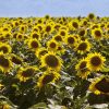Ciencia y estrategia: las claves para que el girasol argentino logre su próximo salto productivo