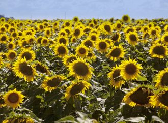 Ciencia y estrategia: las claves para que el girasol argentino logre su próximo salto productivo