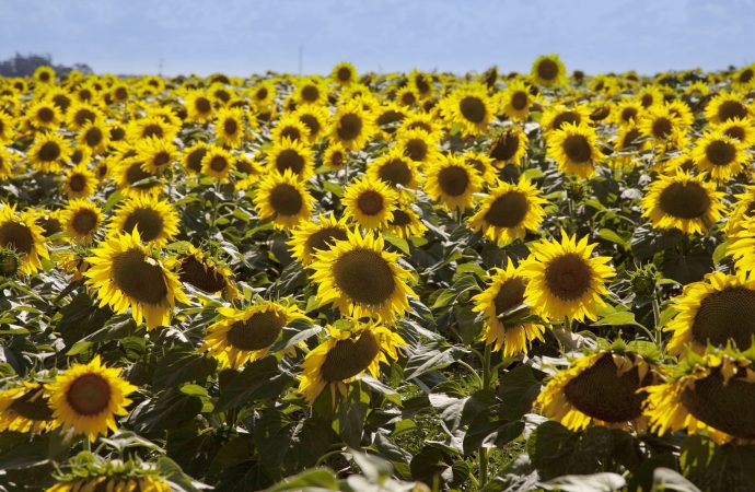Ciencia y estrategia: las claves para que el girasol argentino logre su próximo salto productivo