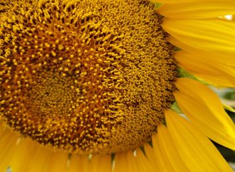 Alerta alimentaria: Bulgaria detecta niveles críticos de pesticidas en cargamentos de girasol argentino