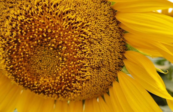 Alerta alimentaria: Bulgaria detecta niveles críticos de pesticidas en cargamentos de girasol argentino