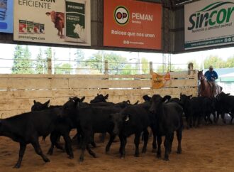 Mercado de Hacienda: Un lote de Invernada llegó a los $8.000 en el remate de Consignaciones Córdoba en Jesús María