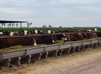 Eficiencia y Valor Agregado: El Modelo Ganadero que Conecta el Silo con la Mesa en Establecimiento Los Alamos, Sacanta