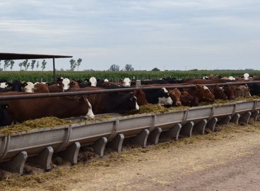 Eficiencia y Valor Agregado: El Modelo Ganadero de Pretto Agronegocios que Conecta el Silo con la Mesa en Sacanta