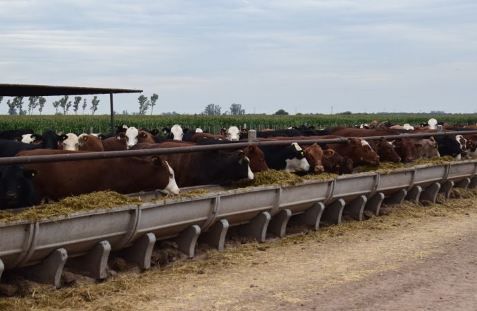 Eficiencia y Valor Agregado: El Modelo Ganadero que Conecta el Silo con la Mesa en Establecimiento Los Alamos, Sacanta