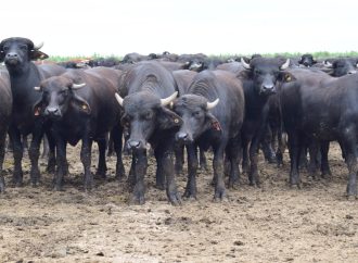 Innovación en el sector cárnico: el modelo de Pretto Agronegocios que busca romper barreras entre la producción y el mostrador