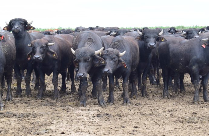 Innovación en el sector cárnico: el modelo de Pretto Agronegocios que busca romper barreras entre la producción y el mostrador