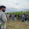 Silaje de precisión: La Mesa Ganadera CREA Córdoba Norte analizó el potencial del sorgo y el maíz en su gira anual