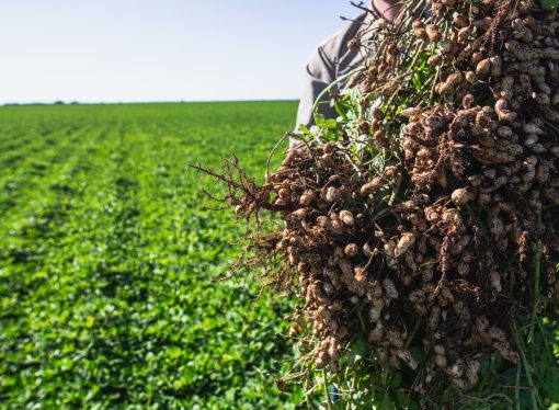 Del campo a la góndola global: El modelo de industrialización que impulsa al maní argentino
