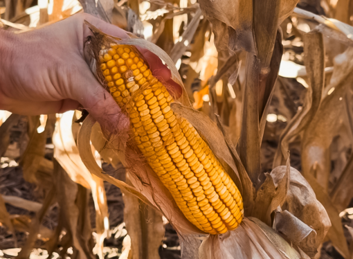 Leo Ponzio alcanzó rindes de 130 quintales en una cosecha de maíz marcada por la tecnología