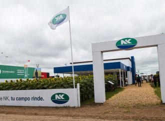 Innovación y estabilidad: Las claves de NK para potenciar los rindes de maíz y girasol