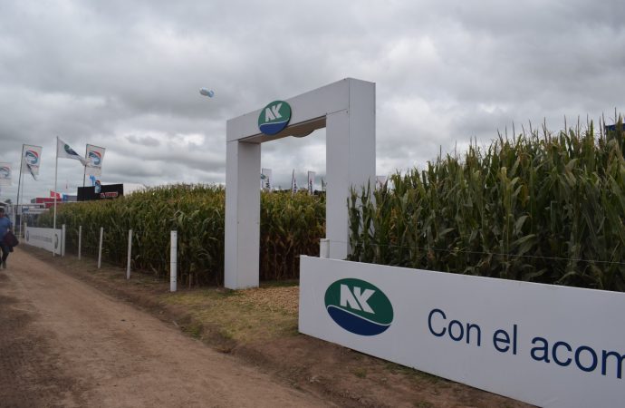 Innovación y estabilidad: Las claves de NK para potenciar los rindes de maíz y girasol