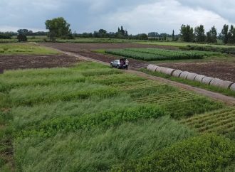 Innovación en ganadería: las leguminosas subtropicales transforman la producción de carne y la salud del suelo