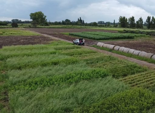 Innovación en ganadería: las leguminosas subtropicales transforman la producción de carne y la salud del suelo