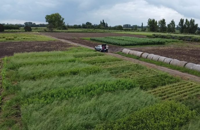 Innovación en ganadería: las leguminosas subtropicales transforman la producción de carne y la salud del suelo