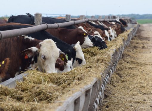 El futuro de la ganadería argentina: Pretto Agronegocios impulsa una jornada clave para el sector