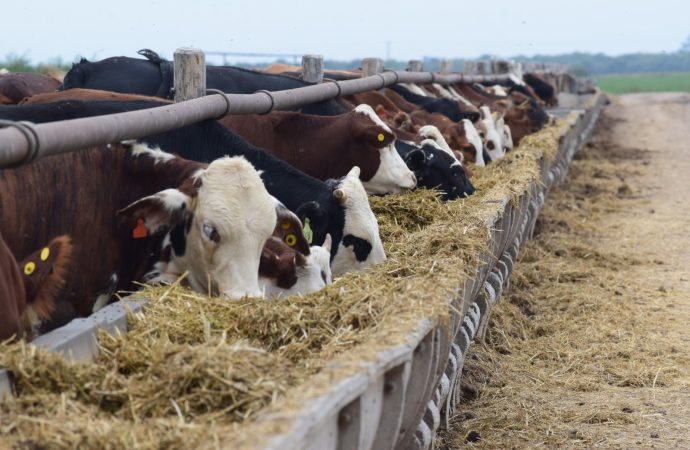 Pretto Agronegocios y su visión «360»: El modelo integral que apuesta a la carne de búfalo y la eficiencia en la cadena cárnica